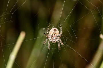 spider on a web