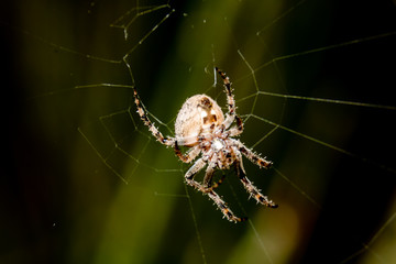 spider on the web