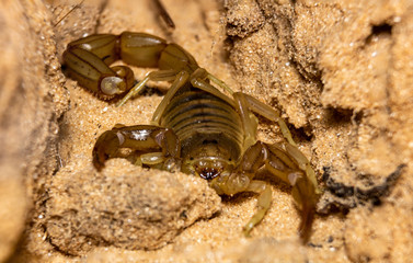 scorpion on the rock