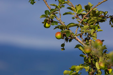 Apple tree, Auvergne, France.