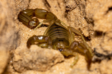 macro of a yellow scorpion