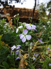 Purple coloured radish flower. Thats are petite blooms consisting of four petals forming the shape of a Greek cross attached to four yellow stamens and a thin green stem