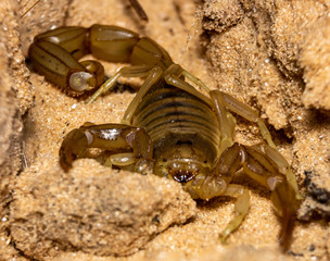 scorpion on sand