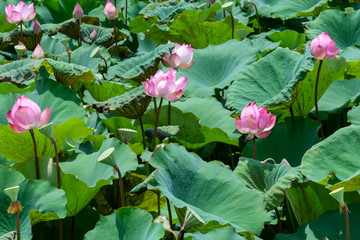 Pink lotus in lotus pond
