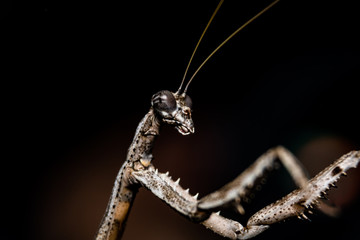 praying mantis on black