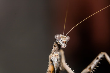 praying mantis on black background