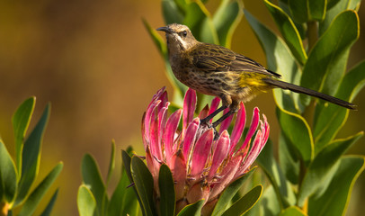 hummingbird (cape sugarbird) on king protea