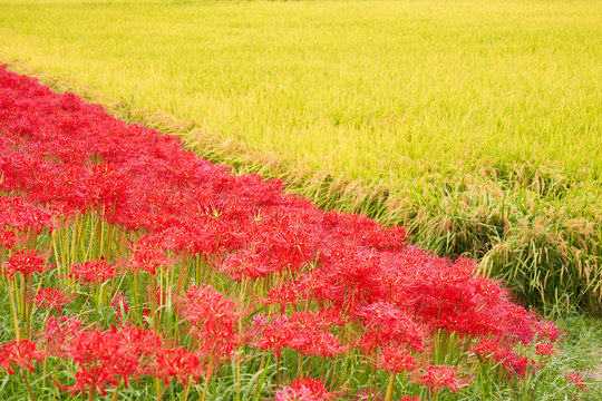 田んぼに群生する彼岸花