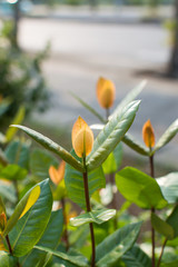 先端の葉が黄色くなっている植物