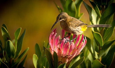 honeyeater / cape sugarbird on pink protea