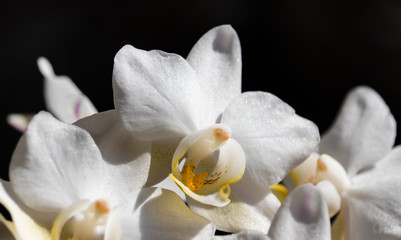 Obraz na płótnie Canvas White Orchid