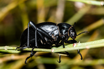 black bug on a leaf