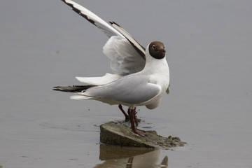 A pair of Black-headed gulls (Latin name Larus ridibundus)