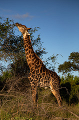 Giraffe eating leafs from a high tree