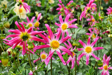 'Honka Rose' orchid dahlia flower on a green background