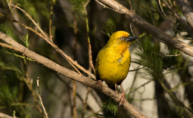 Fototapeta premium African golden weaver bird