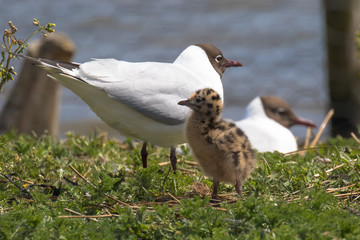 Black-headed gull chick (Latin name Larus ridibundus)