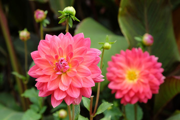 Pink waterlily 'Kilburn rose' dahlias in bloom © Alexandra