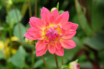 Pink waterlily 'Kilburn rose' dahlias in bloom