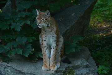 lynx on the rock
