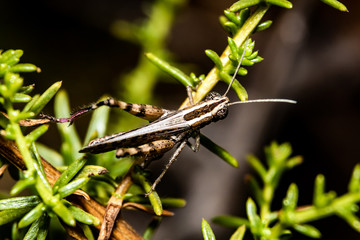 grasshopper on a leaf