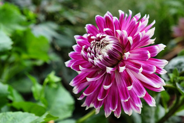 Pink and purple decorative dahlia flowers in bloom during late summer