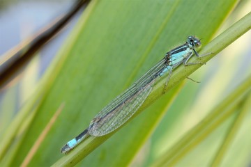 Blue tailed damselfly with wings closed, macro with copy space 