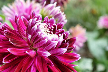 Pink and purple decorative dahlia flowers in bloom during late summer