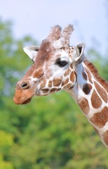 portrait of a giraffe