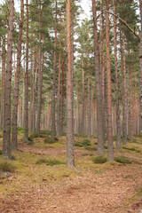 Scots pine trees in woods with lichen growing on them