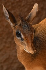 Dik dik close up portrait