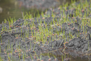 grass on the ground, close up of grass, rice crop short of the field, beginning of growing crop, work place of farmer, cultivation of growing crop, monsoon short of a crop