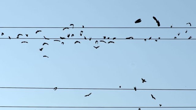 Birds on wires - emigration concept. Silhouettes of birds sitting on wires fly away into the distance, to warm countries. Migration, resettlement. Slow motion shot