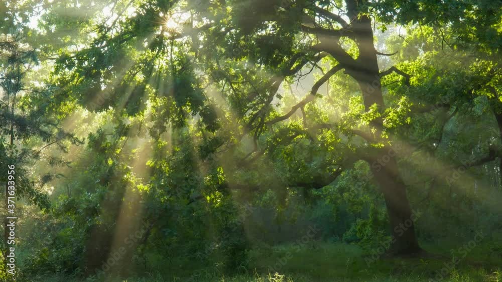 Poster sun rays emerging though the green tree branches. magical forest with warm sunbeams illuminating gre