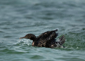 Socotra cormorant bathing with splash of water, Bahrain
