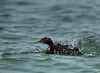 Socotra cormorant bathing with splash of water, Bahrain