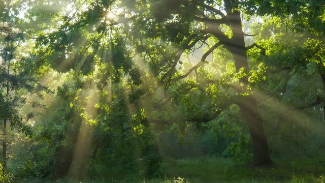 Sun rays emerging though the green tree branches. Magical forest with warm sunbeams illuminating green oak tree. Gimbal high quality shot