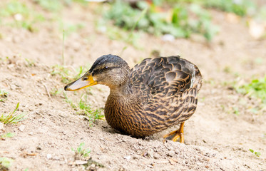 Young mallard duck
