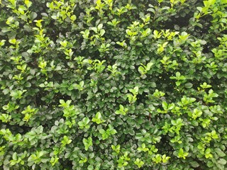 dark and light green leaves for background