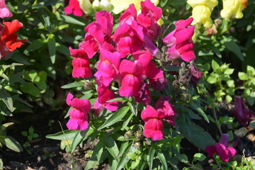 pink flowers in the garden