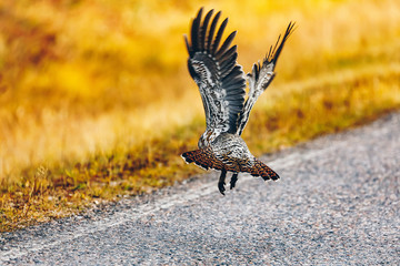 Female Capercaillie hen by the road