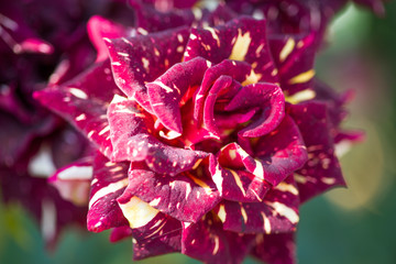 Beautiful Hybrid Tea Rose Abracadabra. Close-up 