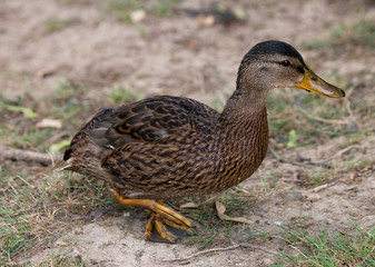 Young dabbling duck