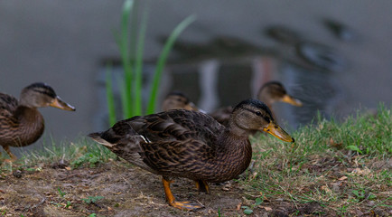 Young dabbling ducks