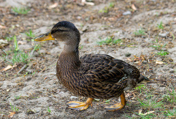 Young dabbling duck