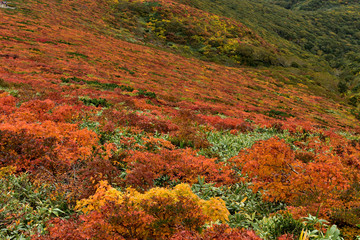 絶景紅葉　栗駒山の神の絨毯・素晴らしき錦秋の山