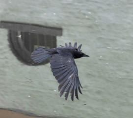 Raven flying