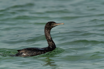 Socotra cormorant swimming  at Busaiteen sea, Bahrain