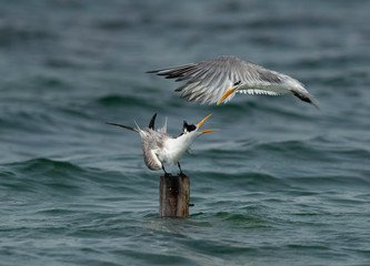 Greater Crested Tern fight to perch at Busaiteen coast, Bahrain