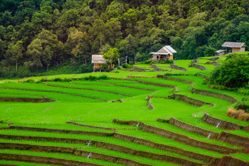 Fototapeta na wymiar beautiful landscape view of rice terraces and homestay in chiangmai Thailand.